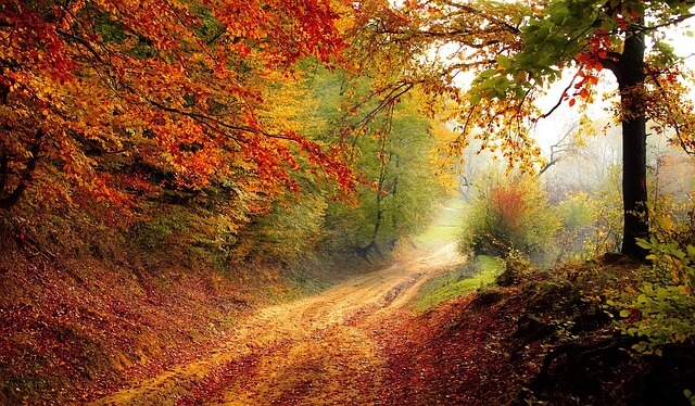 photo by : valiphotos source pixabay